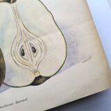 Antique botanical engraving from 1922 by A.Vasset • Duchess pear • fruit