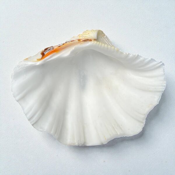 grand Vide-poche coquillage bénitier Tridacne naturel vintage années 70