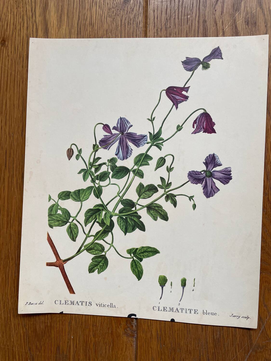Set of 4 old plant engravings