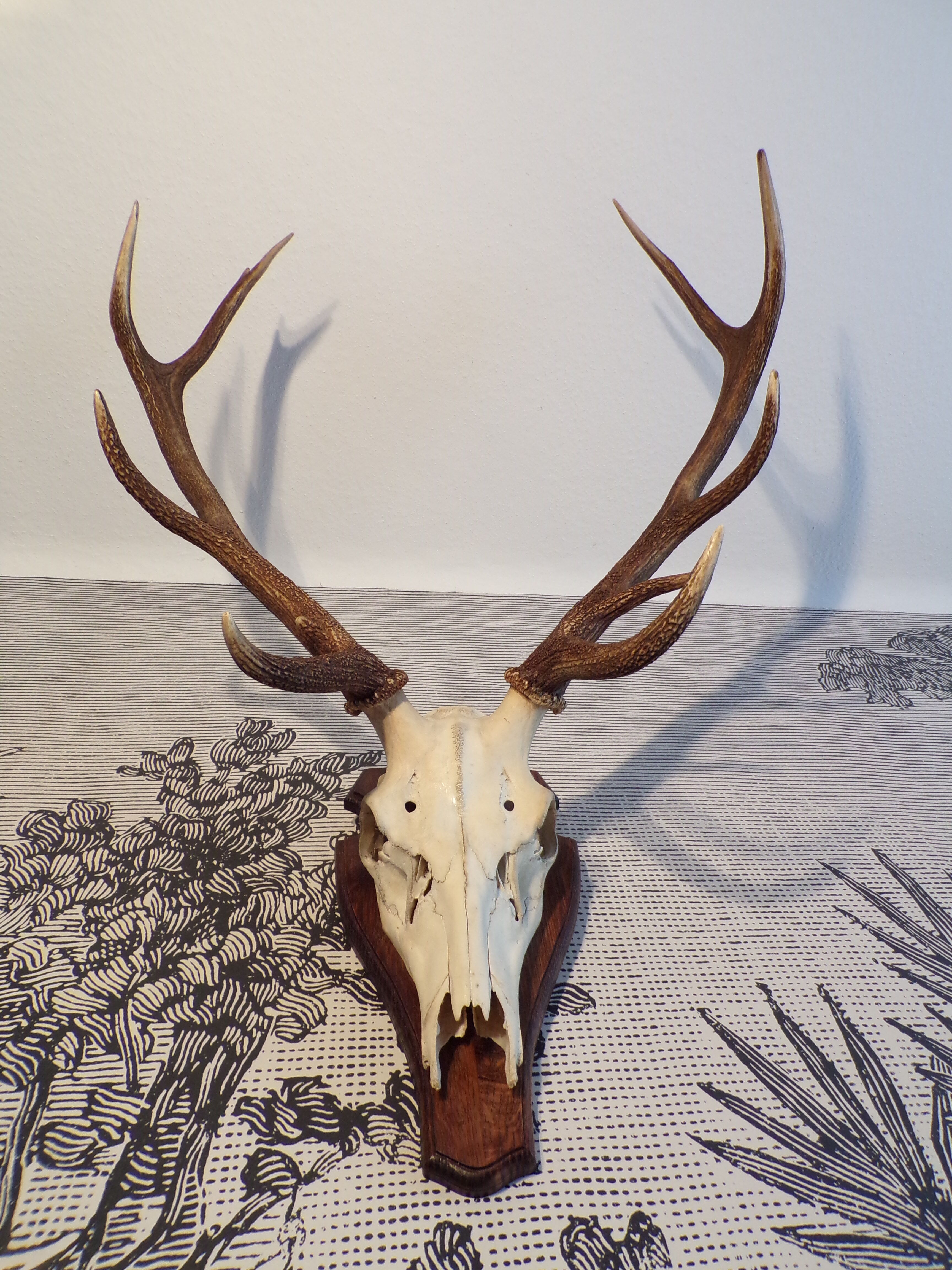 Trophée de chasse cerf grande taille