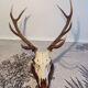 Trophée de chasse cerf grande taille