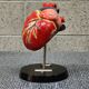 Curiosity Anatomy crocodile heart resin Czech Republic 1970