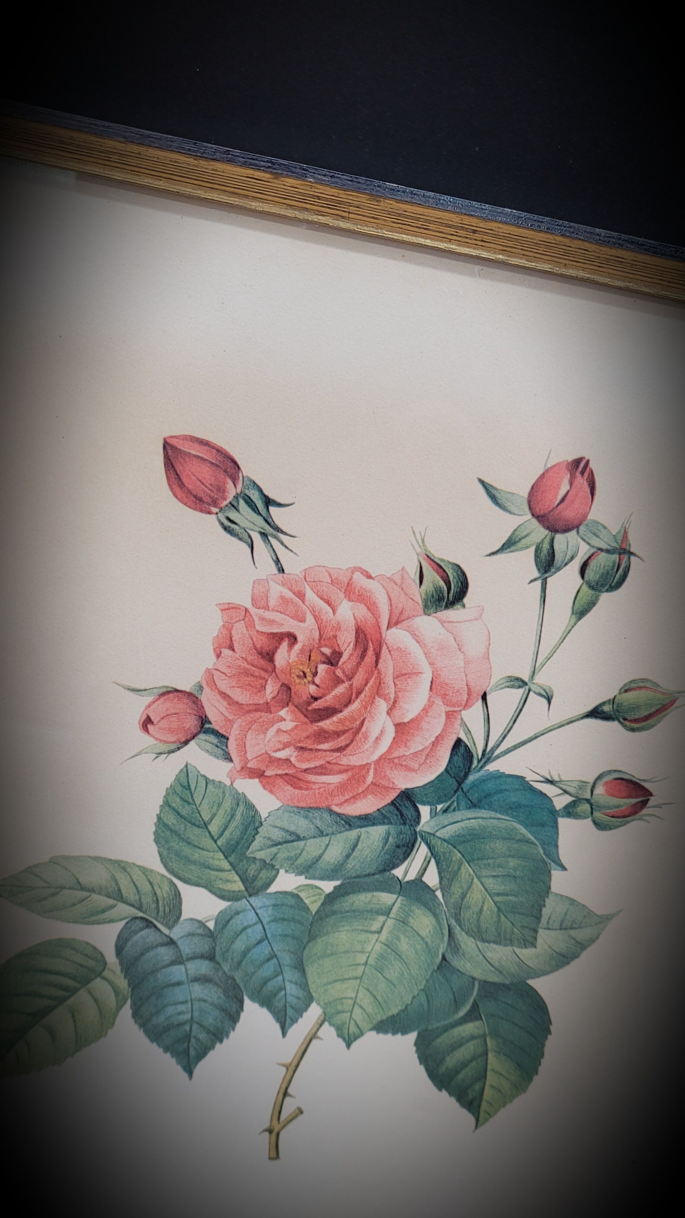 Lithograph Bengal Rose with large leaves