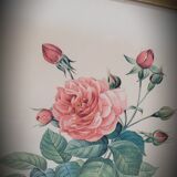 Lithograph Bengal Rose with large leaves