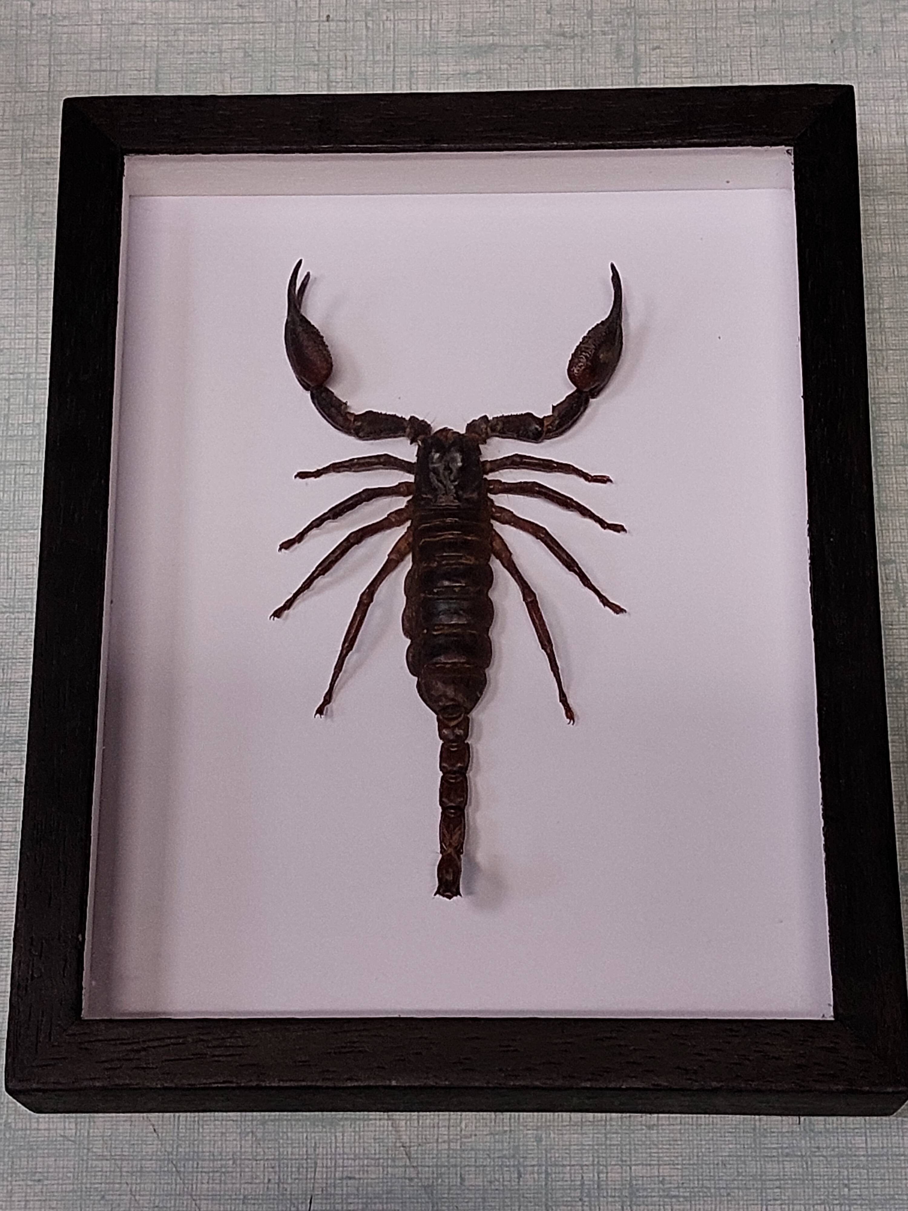 Scorpion stuffed under glass