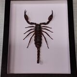 Scorpion stuffed under glass