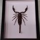 Scorpion naturalisé sous verre