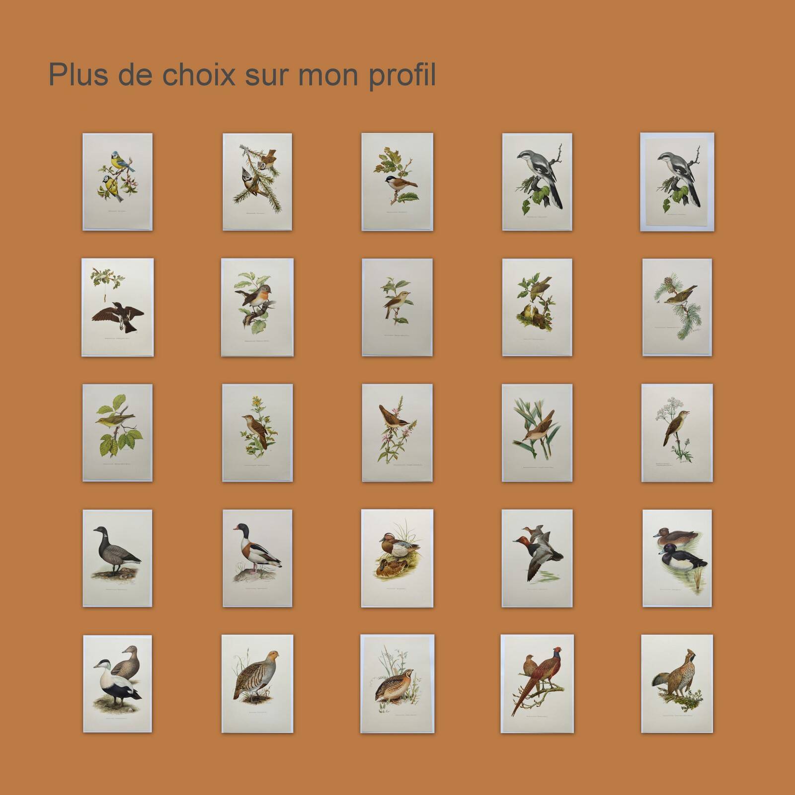 Illustration oiseaux Années 60 - Harle Bièvre - Planche ornithologique vintage
