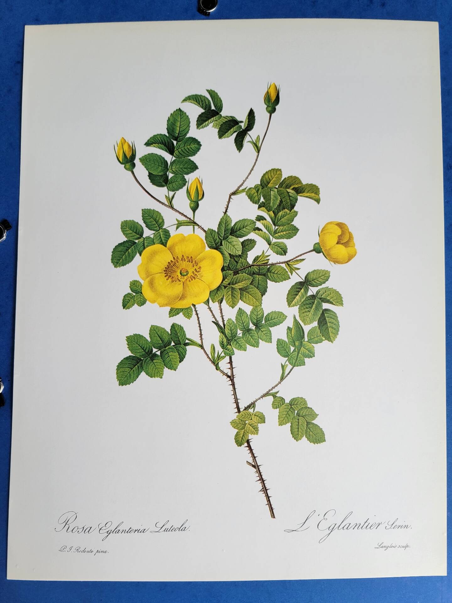 Botanical plate Rose Eglantier, P.J. Redouté 1960