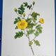 Botanical plate Rose Eglantier, P.J. Redouté 1960