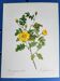 Planche botanique Rose Eglantier, P.J. Redouté 1960