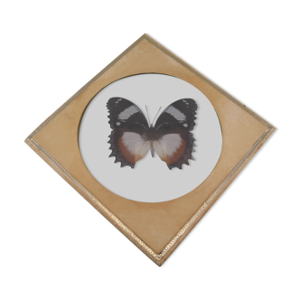 Ancien papillon sous verre bombé et cadre cuir , entomologie & cabinet de curiosité