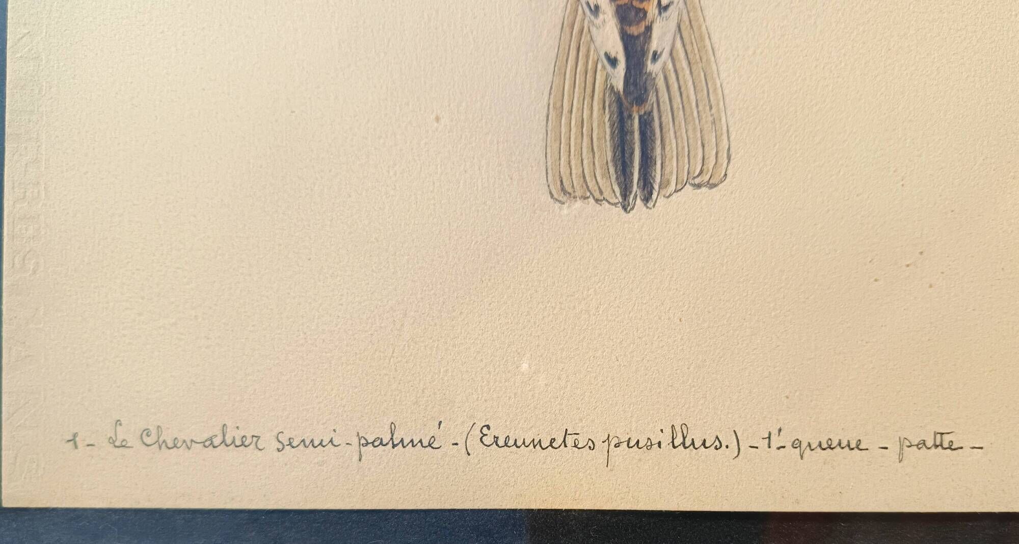 Old ornithological watercolor