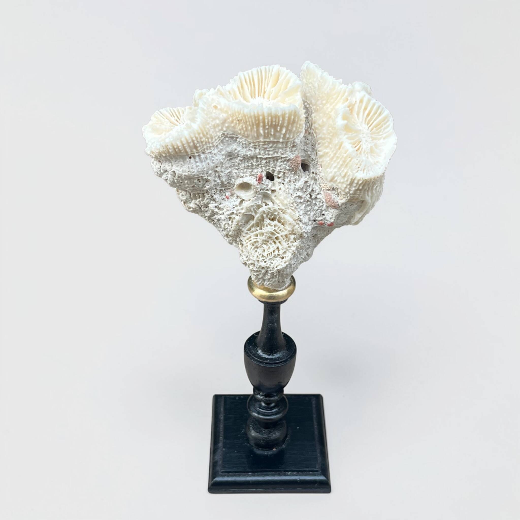 Natural white coral on a black wood base curiosity cabinet.