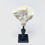 Natural white coral on a black wood base curiosity cabinet.