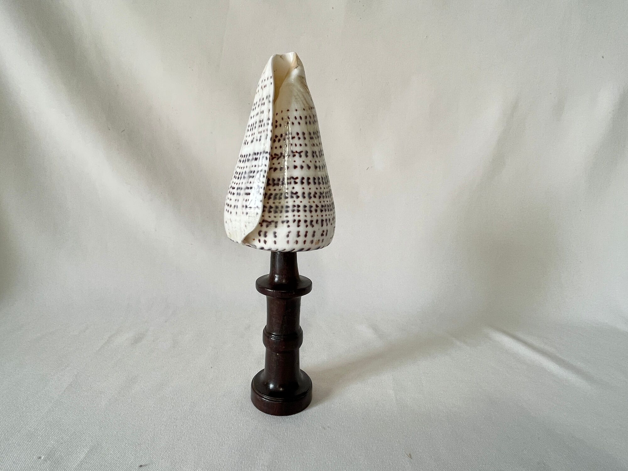 Shell Conus Litteratus on blackened turned wooden base old cabinet of curiosities