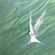 Tableau HSP "L'oiseau pêcheur" 1978 de Michel Faure (1911-1997)