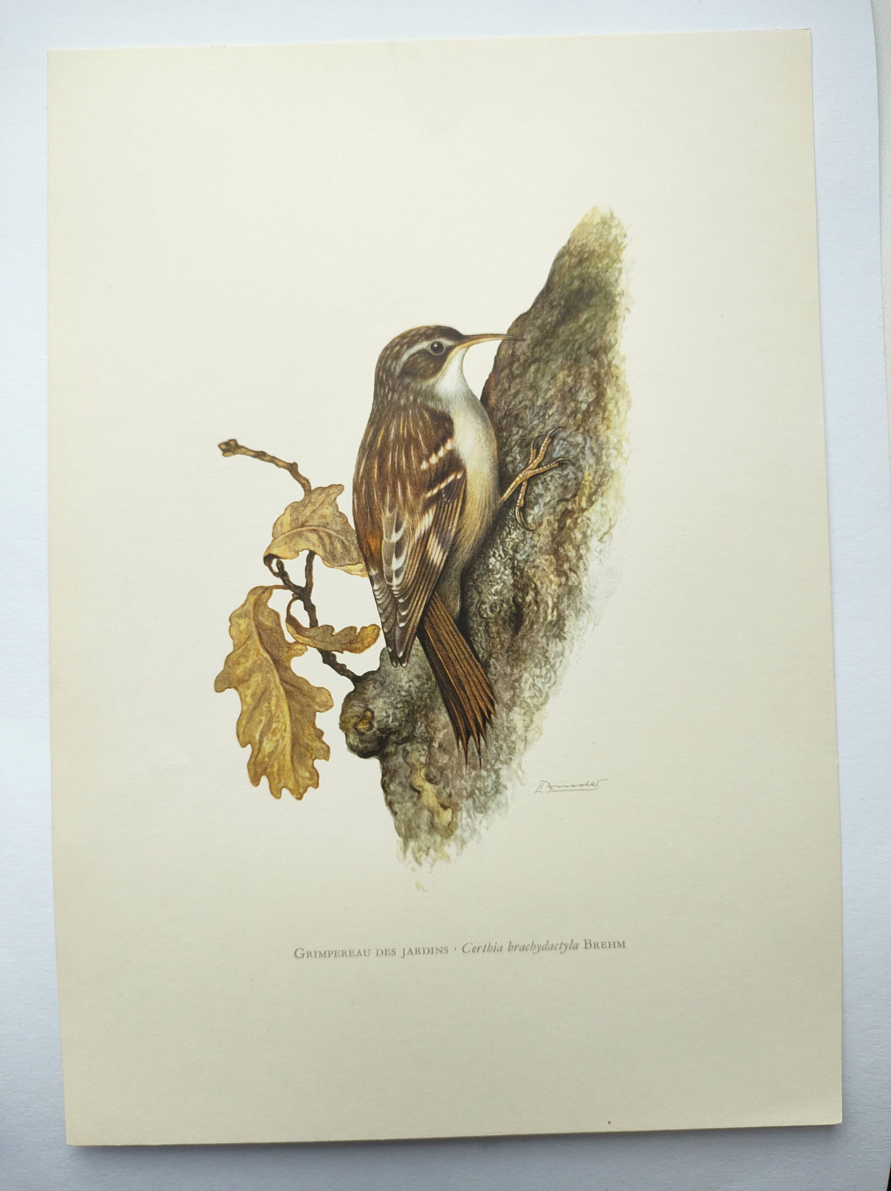 Old bird board 1960s - Garden Creeper - Ornithological illustration