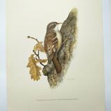 Old bird board 1960s - Garden Creeper - Ornithological illustration