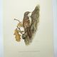 Old bird board 1960s - Garden Creeper - Ornithological illustration