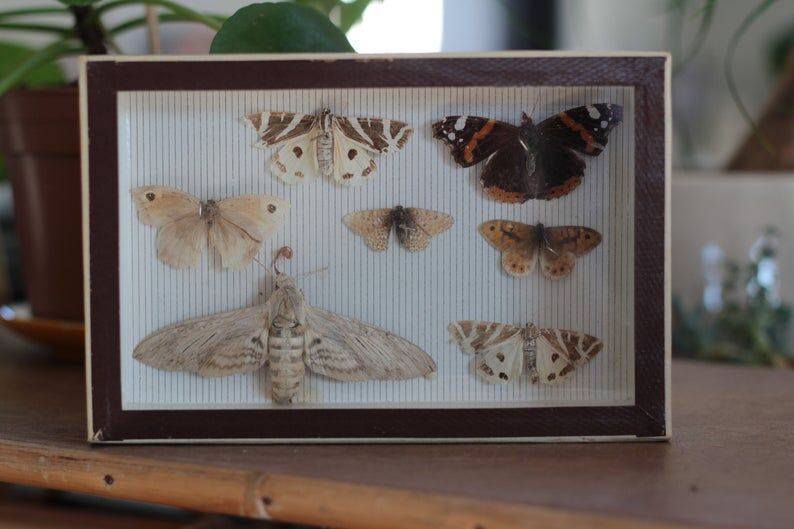 Naturalized butterfly frame pinned
