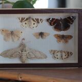 Naturalized butterfly frame pinned