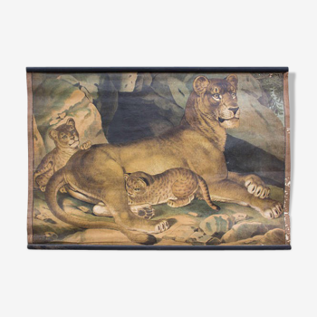 Lion poster, educational grid, 1891