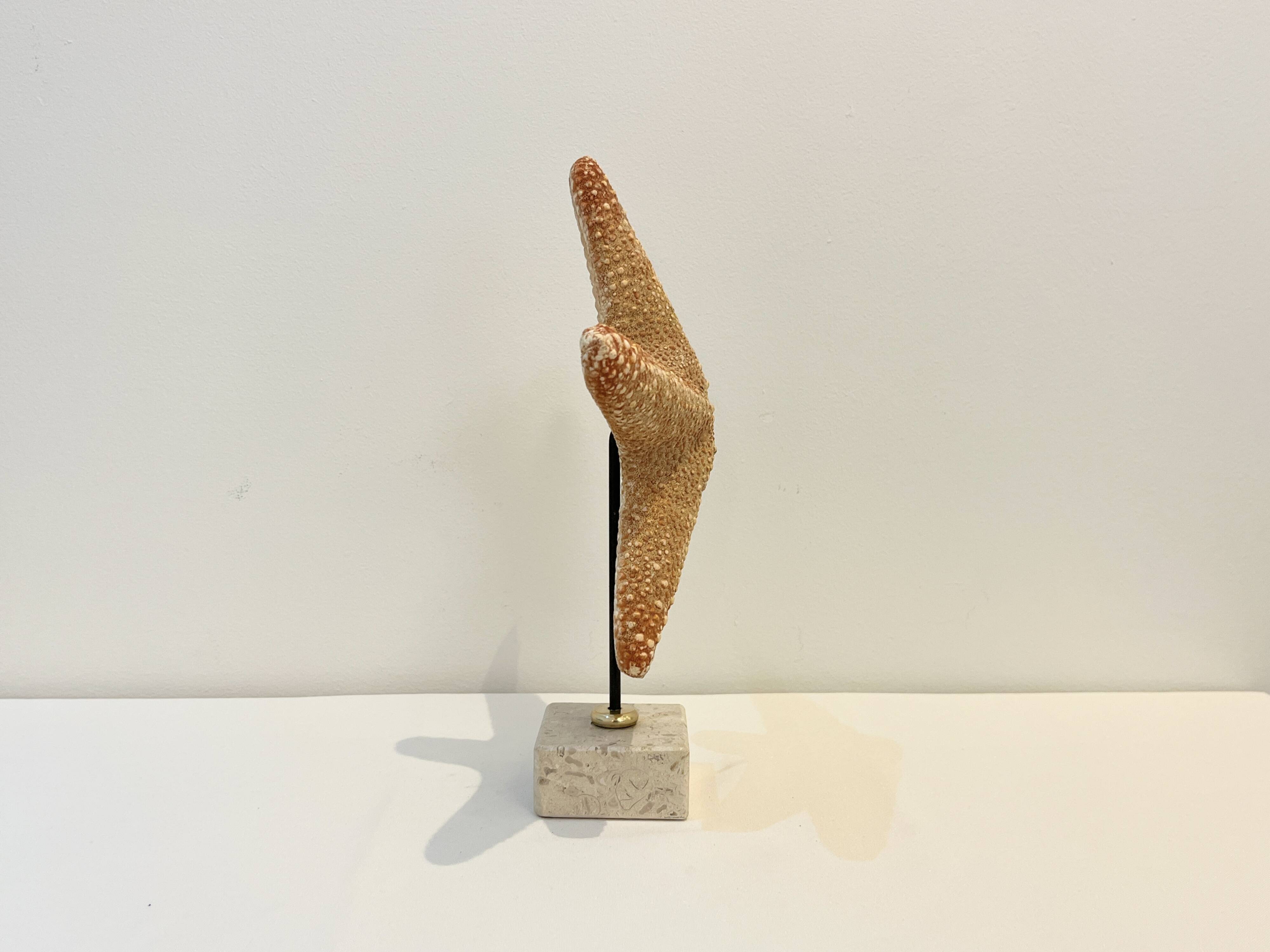 XXL Vintage Natural Starfish on Marble Base Cabinet of Curiosities