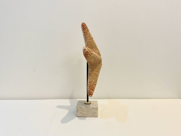 XXL Étoile de mer naturelle vintage sur socle marbre cabinet de curiosités
