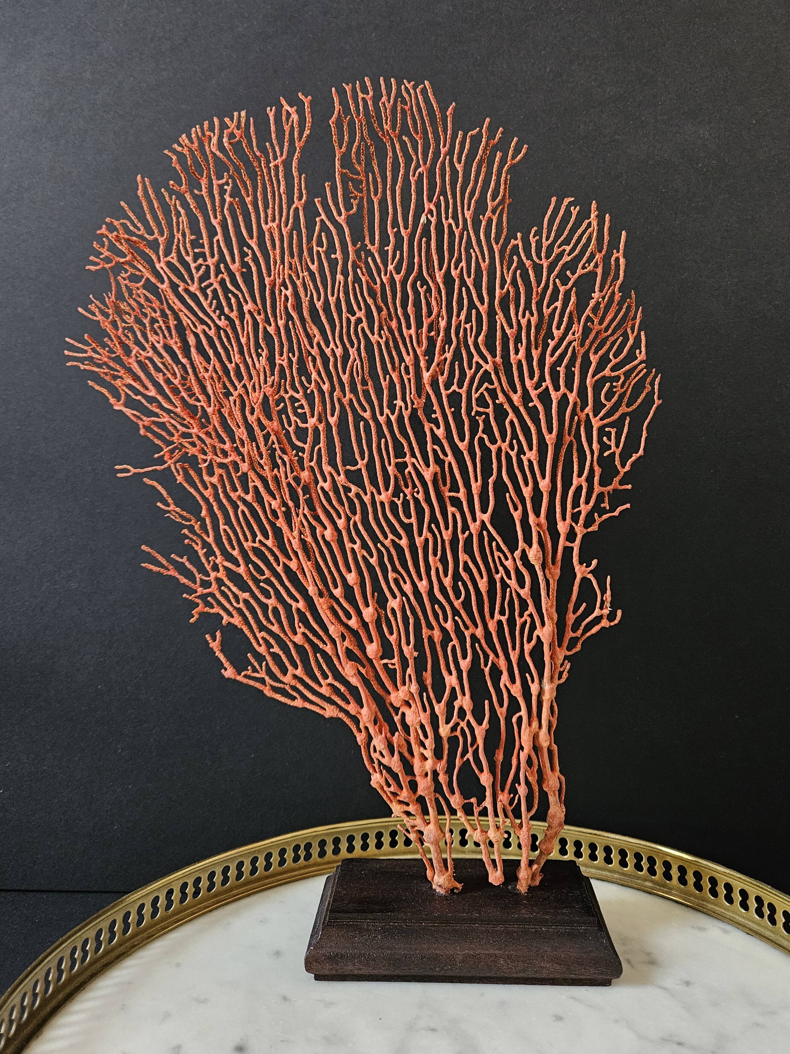 Red Gorgon Wooden Base. H: 34 cm