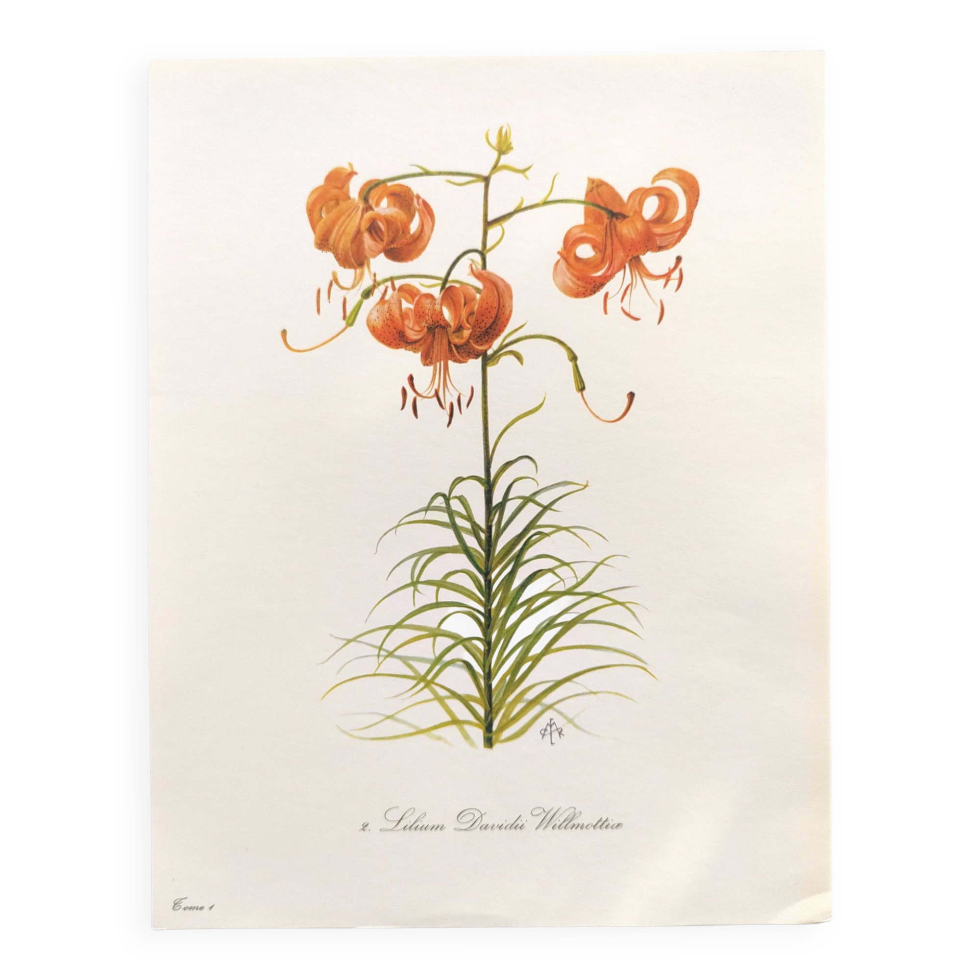 Vintage botanical plate from 1978 - Dracontia Parrot Tulip - Plant engraving - Lily watercolor