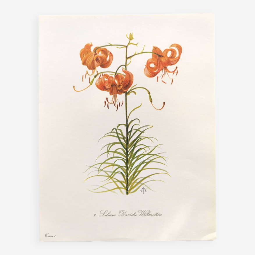 Planche botanique vintage de 1978 - Tulipe Perroquet Dracontia - Gravure de  plante - Aquarelle lily | Selency