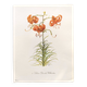 Vintage botanical plate from 1978 - Dracontia Parrot Tulip - Plant engraving - Lily watercolor