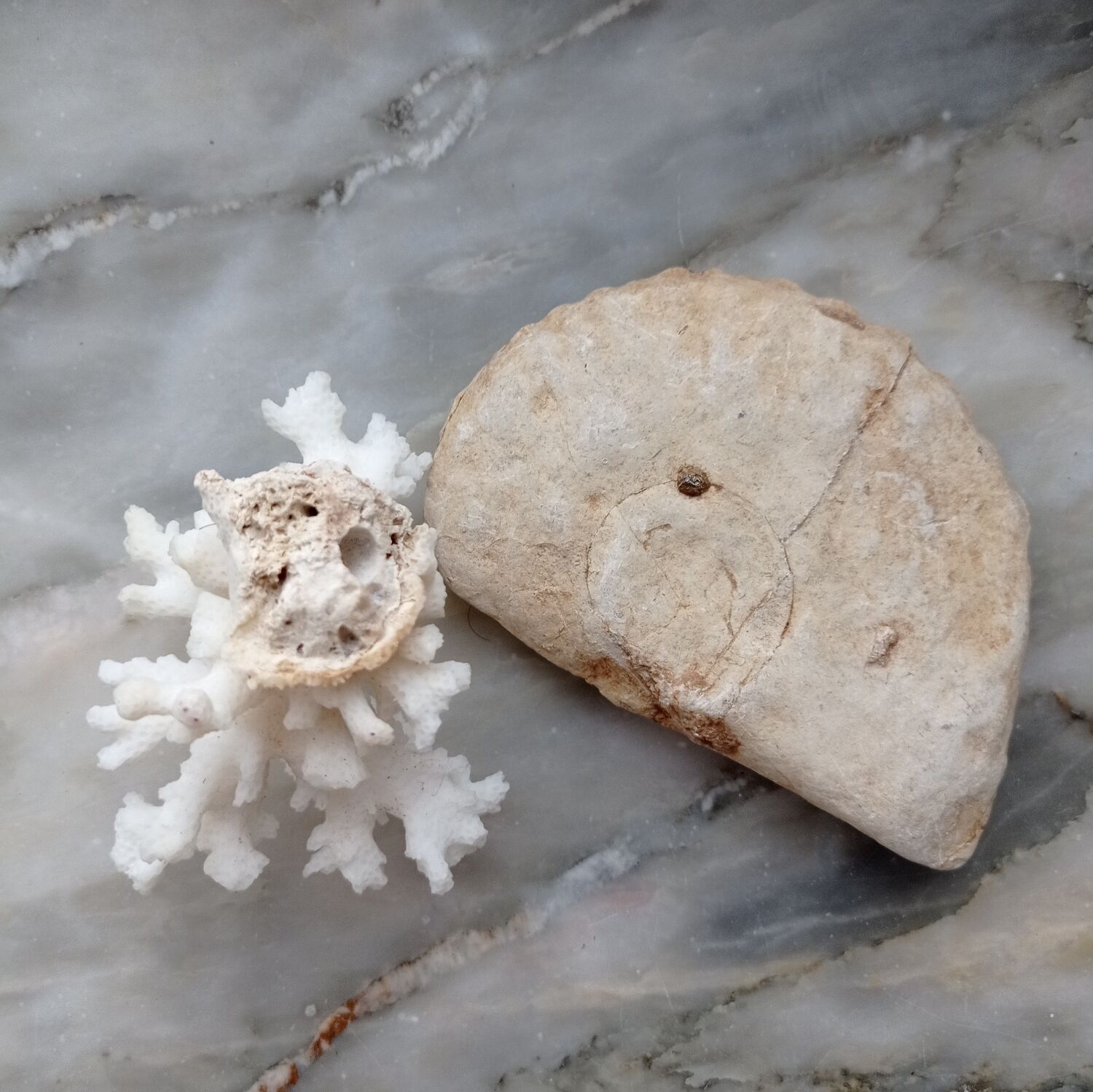 Fossilized ammonite and coral