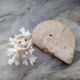 Ammonite fossilisée et corail