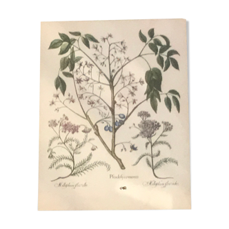 Botanical illustration