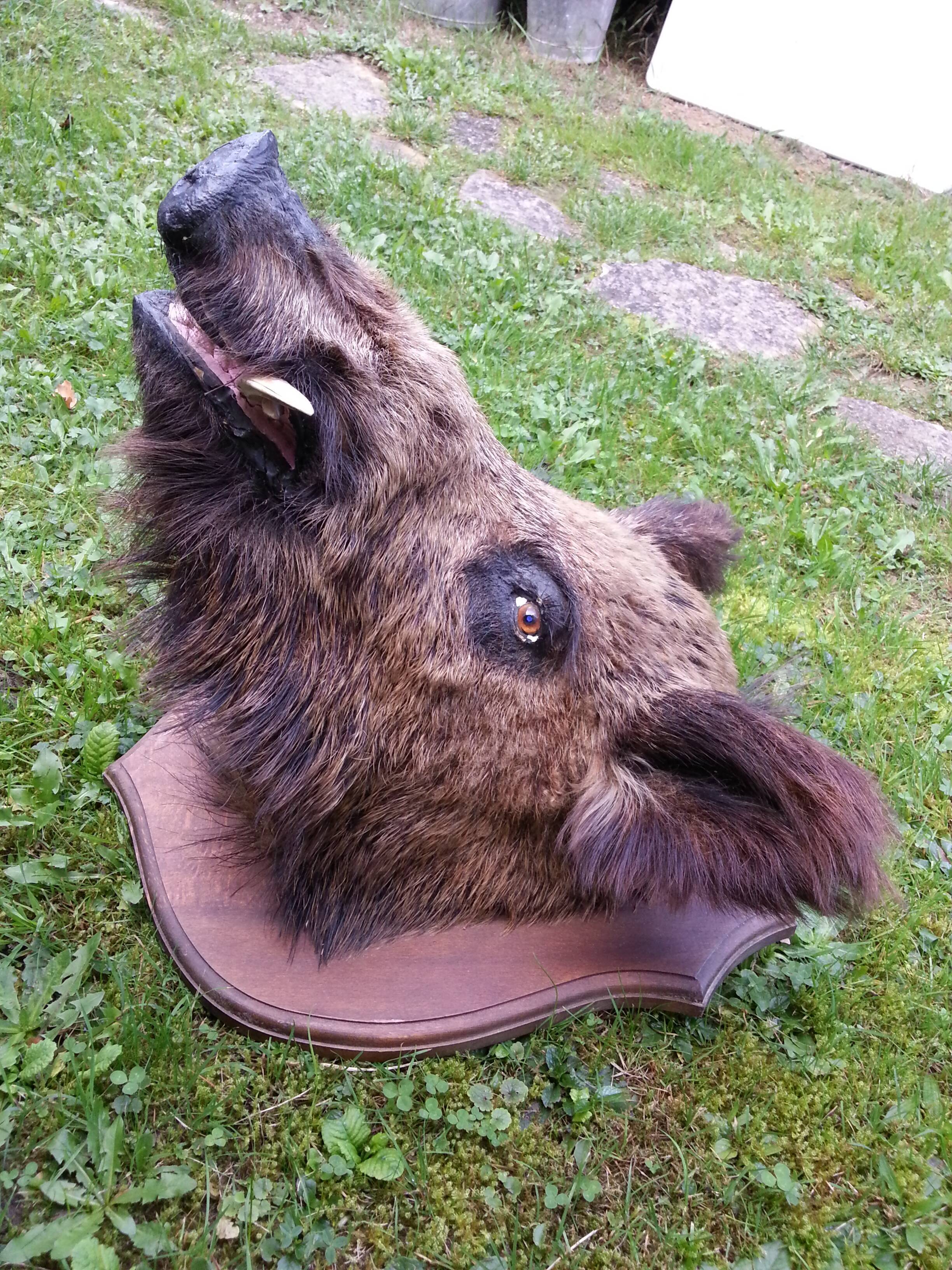 Hunting trophy boar for cabinet of curiosity's head