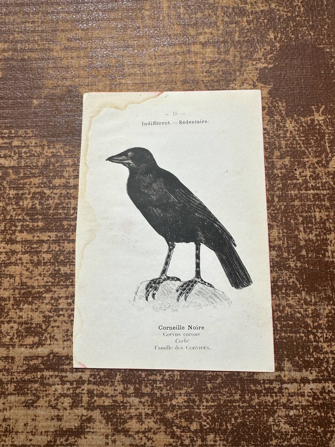 Gravure botanique planche naturaliste ancienne oiseaux