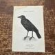 Gravure botanique planche naturaliste ancienne oiseaux