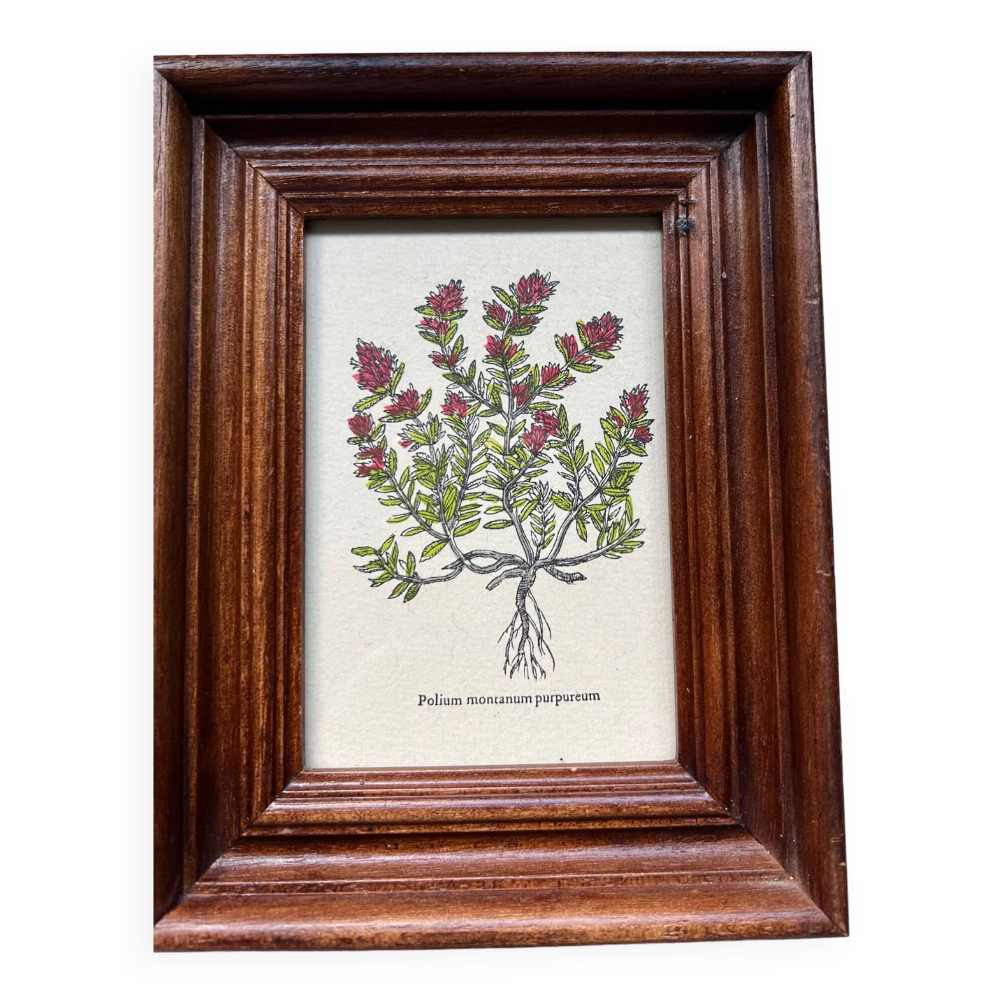 Botanical poster Polium montanum purpureum