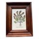 Botanical poster Polium montanum purpureum