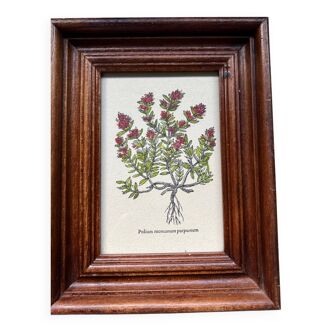 Botanical poster Polium montanum purpureum
