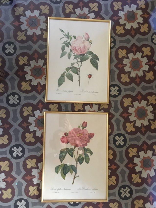 Dreadful botanical plank "Rosa Gallica Aurelianensis"