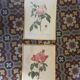 Dreadful botanical plank "Rosa Gallica Aurelianensis"