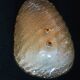 Mid century Murano gold flecked conch wall light, Italy 1960s