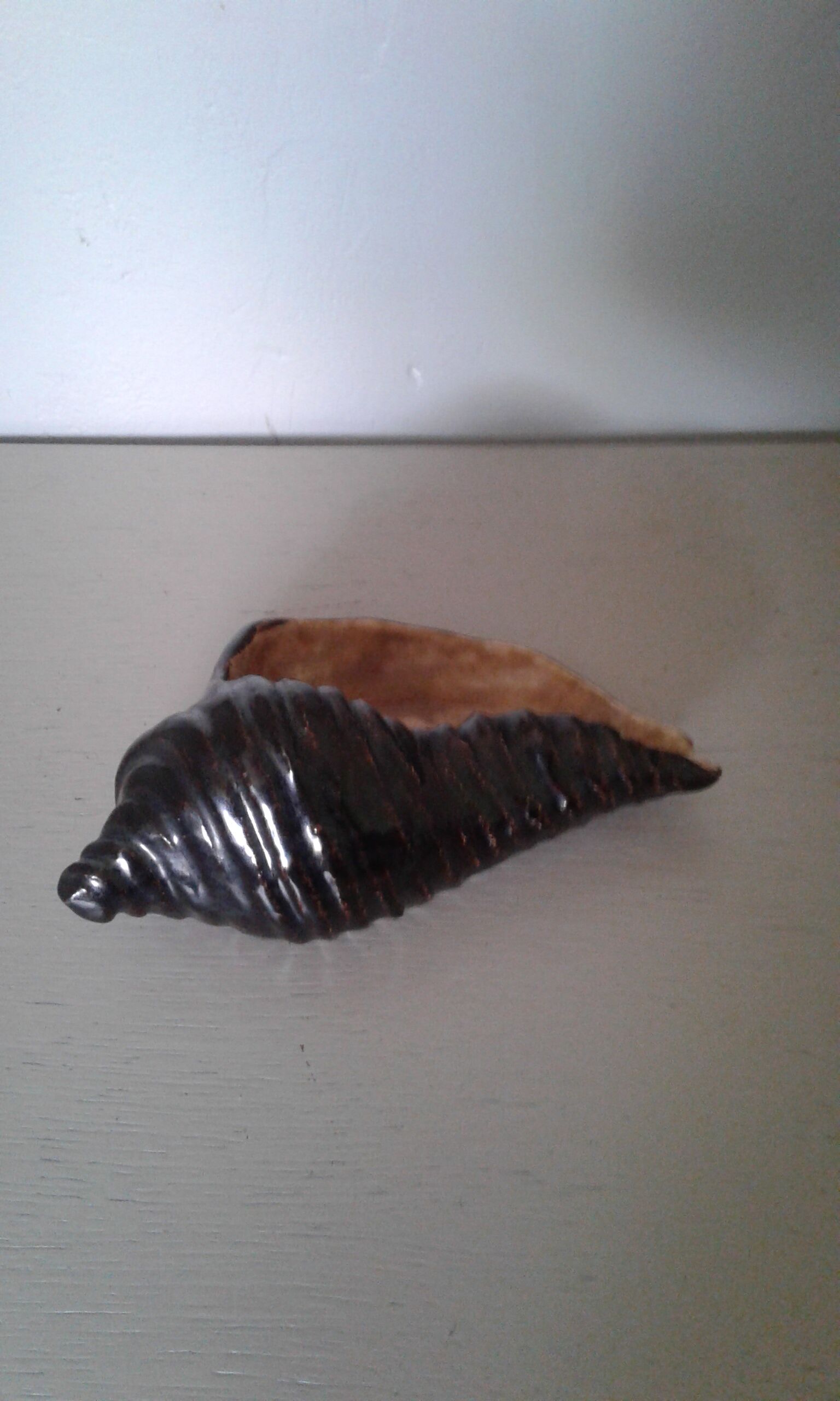 Empty dabshell signed pocket