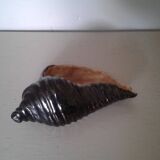 Empty dabshell signed pocket