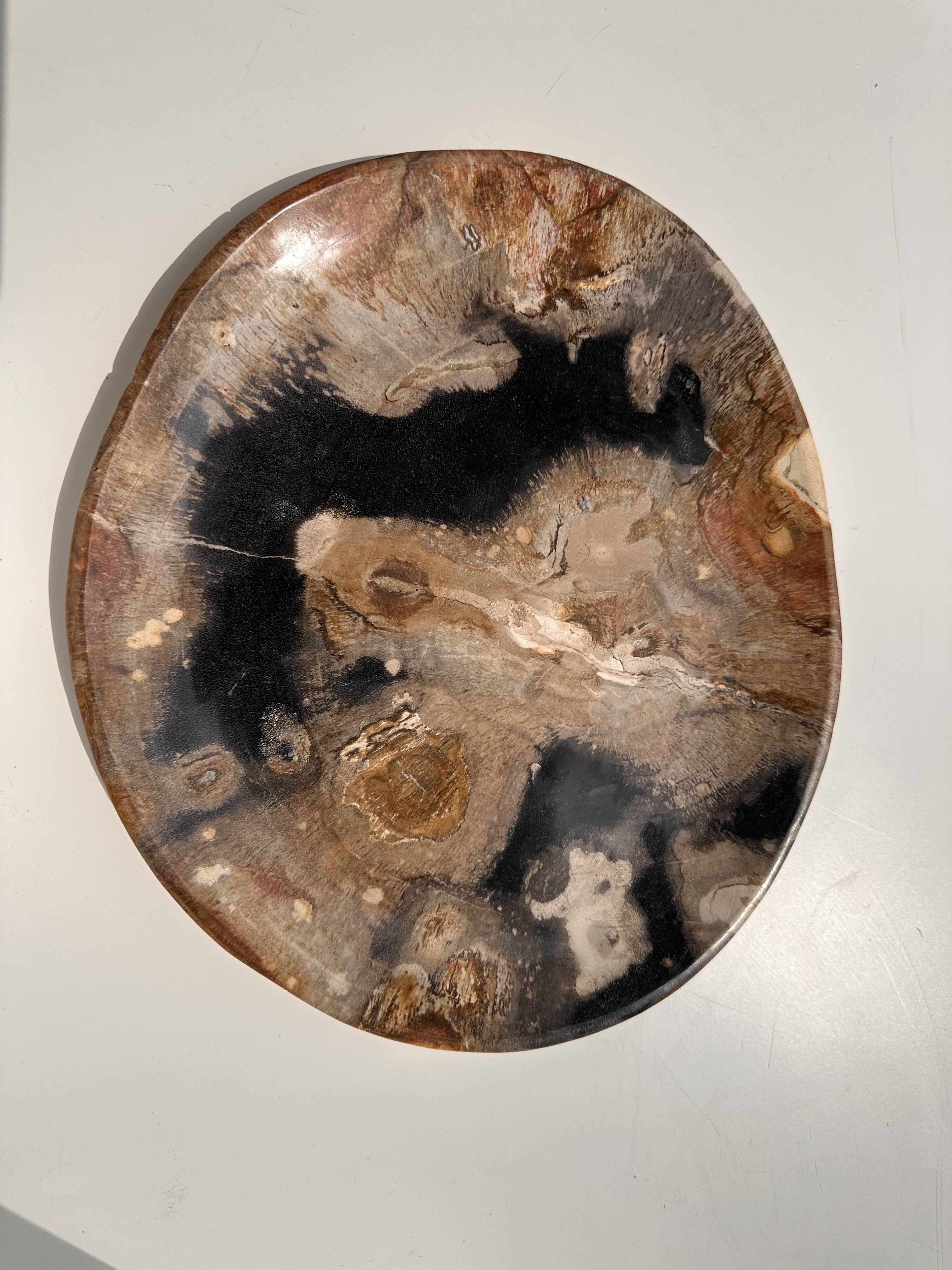 Large empty pocket or dish in petrified wood