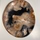 Large empty pocket or dish in petrified wood