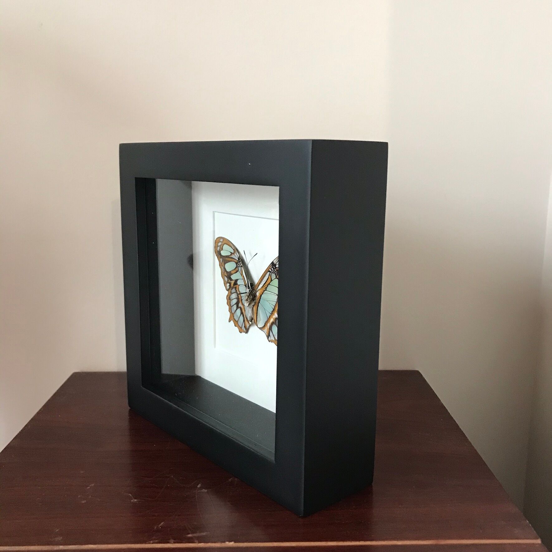 Frame Papillion Siproeta Stelenes 16 x 16